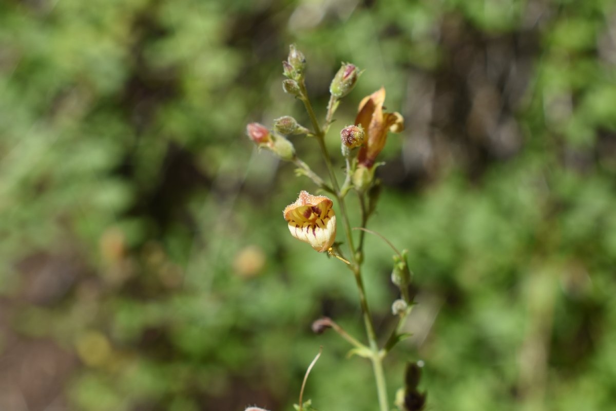 Keckiella lemmonii