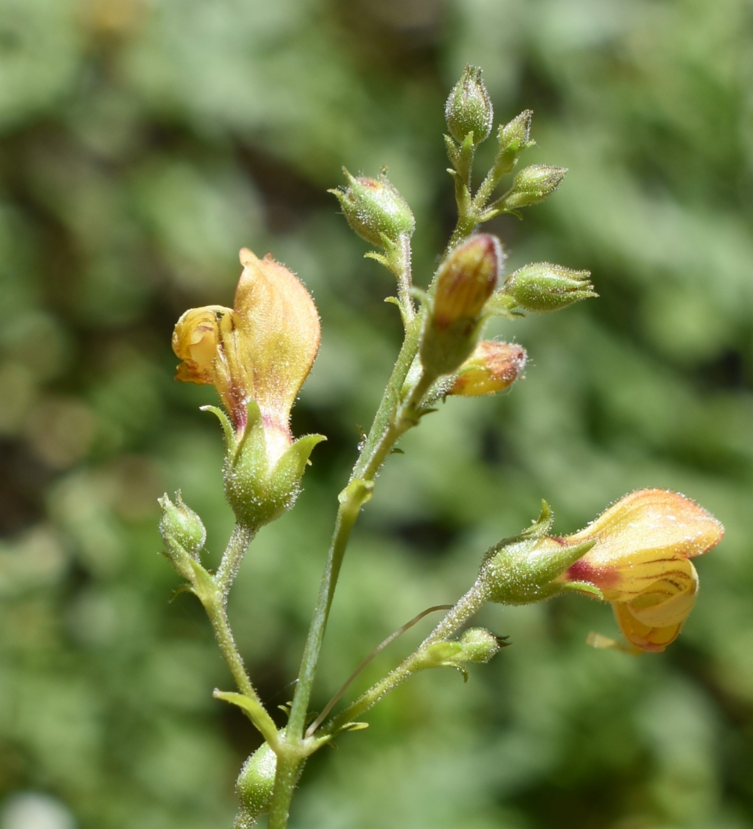 Keckiella lemmonii