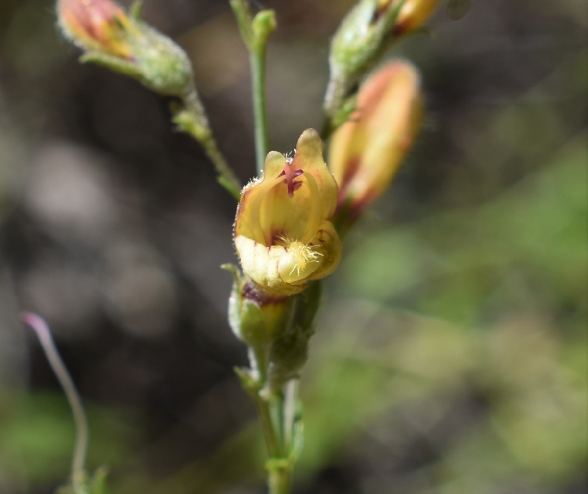 Keckiella lemmonii