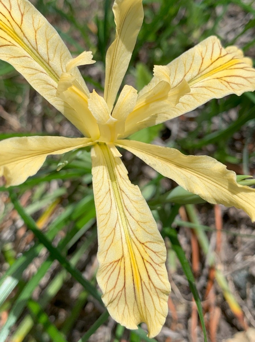 Iris tenax ssp. klamathensis