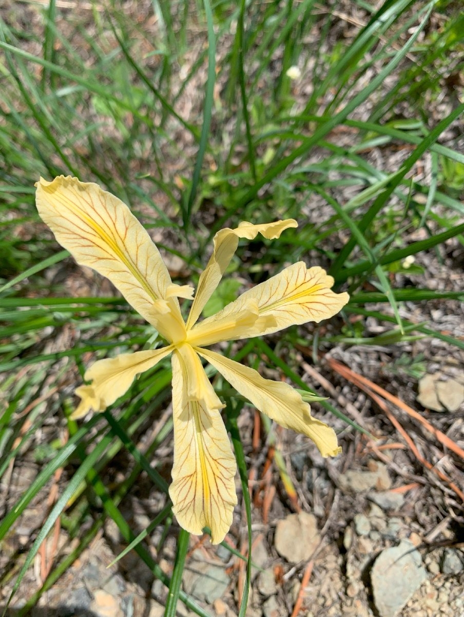 Iris tenax ssp. klamathensis