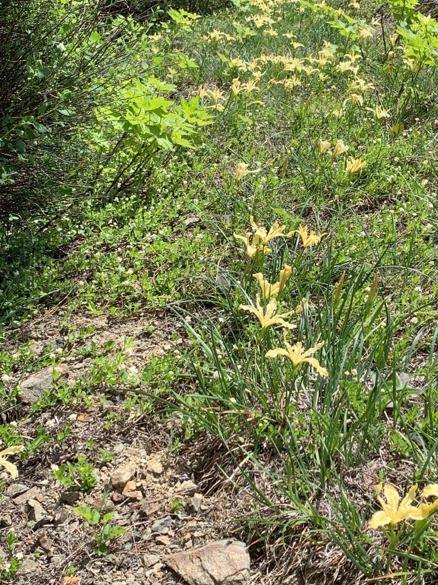 Iris tenax ssp. klamathensis