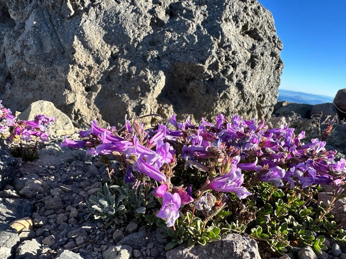 Penstemon davidsonii var. davidsonii