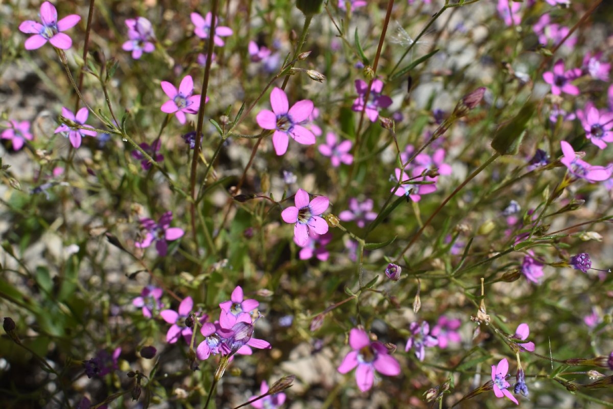 Navarretia leptalea ssp. bicolor