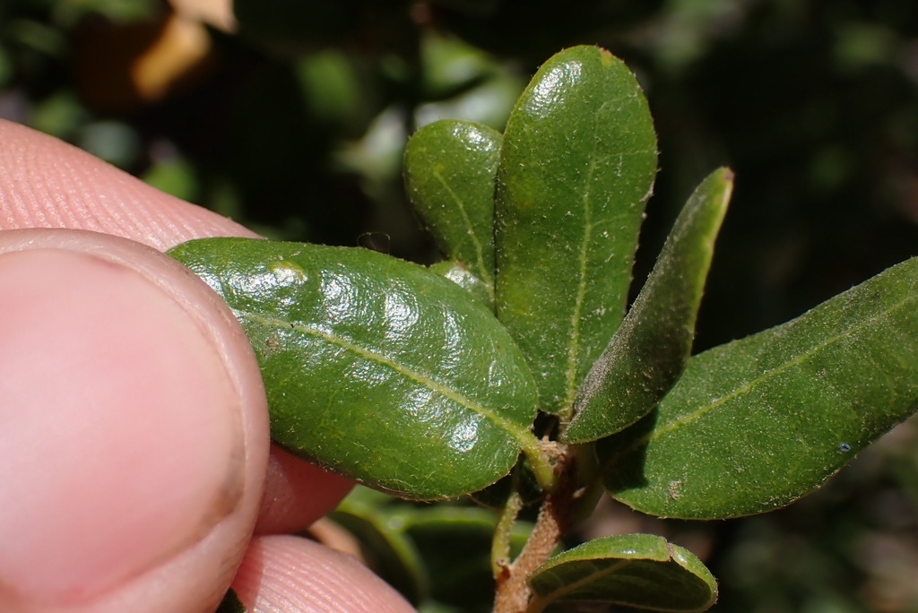 Quercus cedrosensis