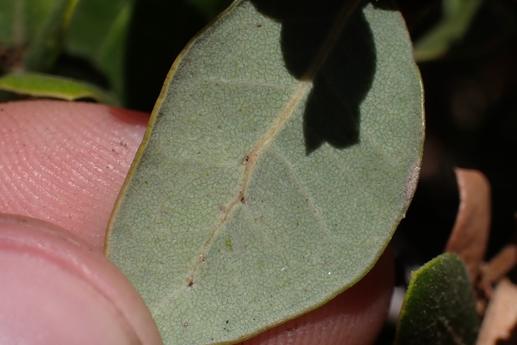 Quercus cedrosensis