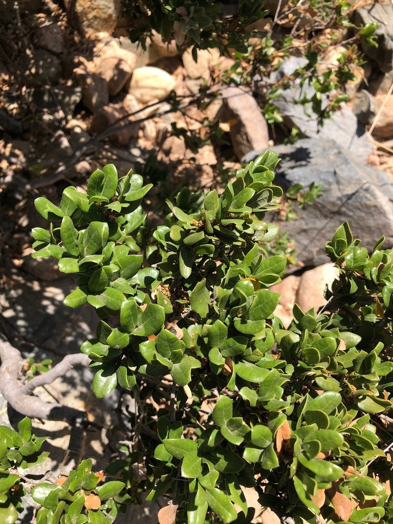 Quercus cedrosensis