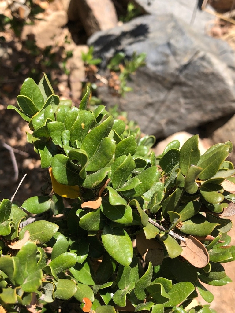 Quercus cedrosensis