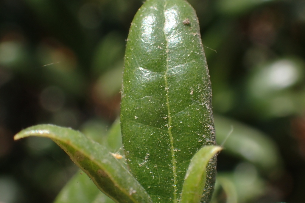 Quercus cedrosensis