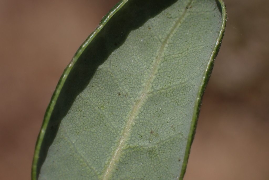 Quercus cedrosensis