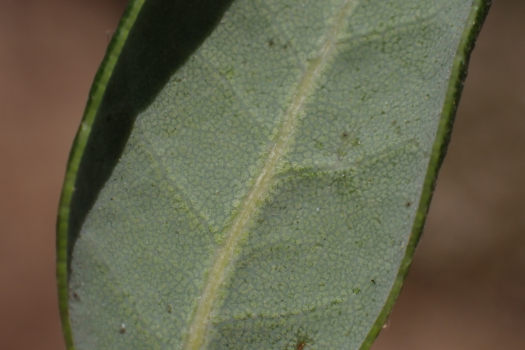 Quercus cedrosensis