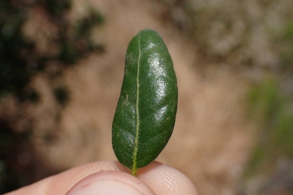 Quercus cedrosensis