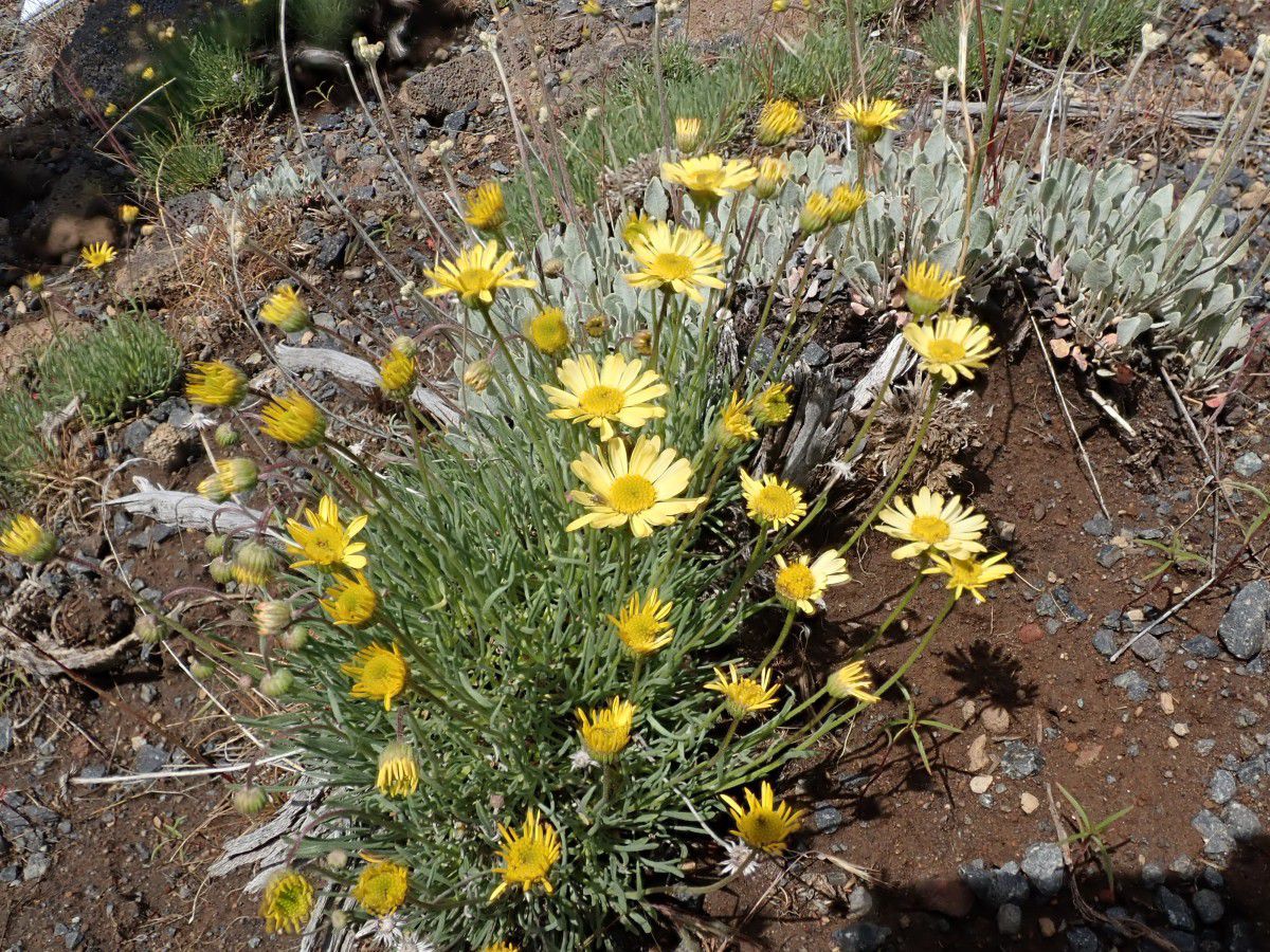 Erigeron linearis