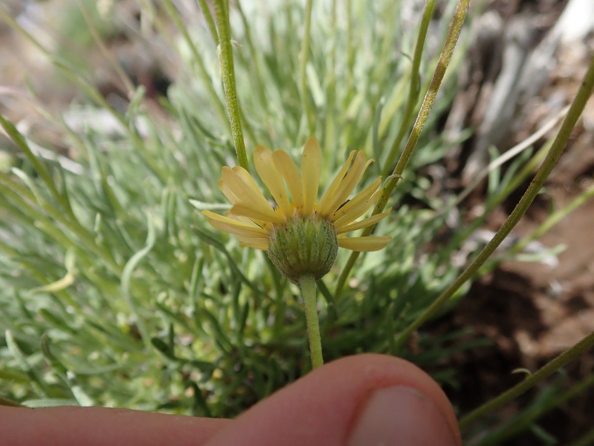 Erigeron linearis