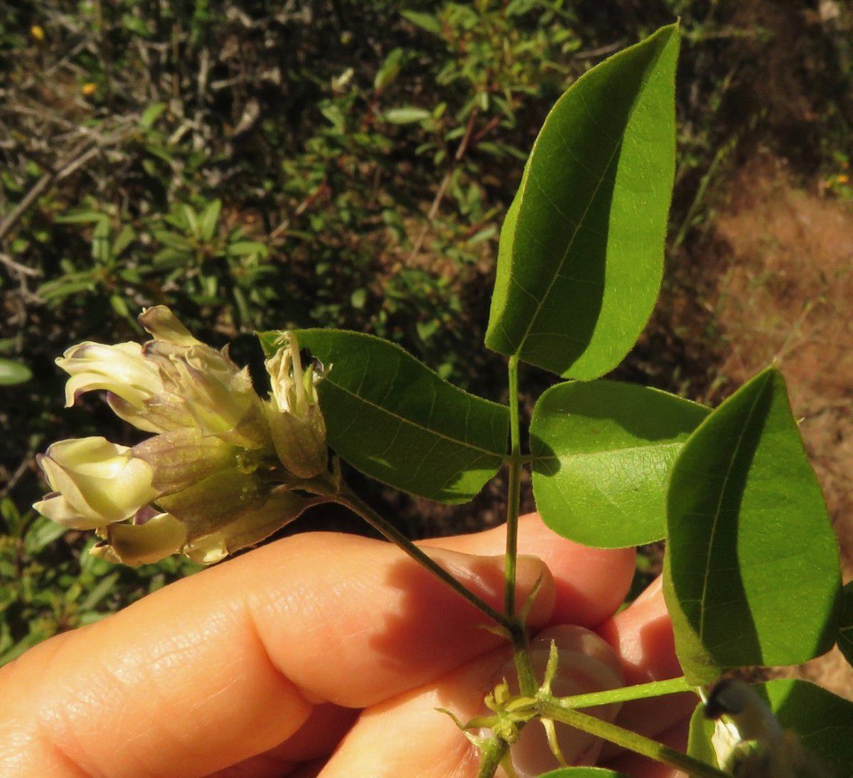 Rupertia physodes