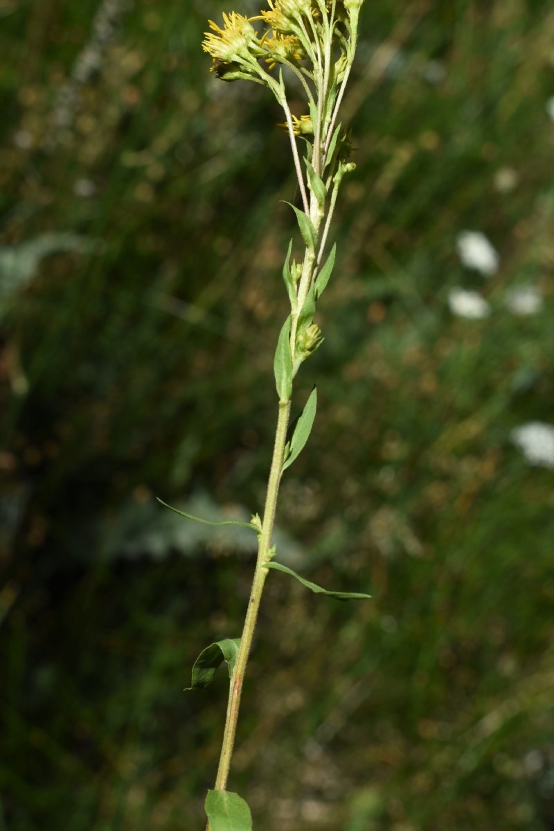 Solidago spectabilis