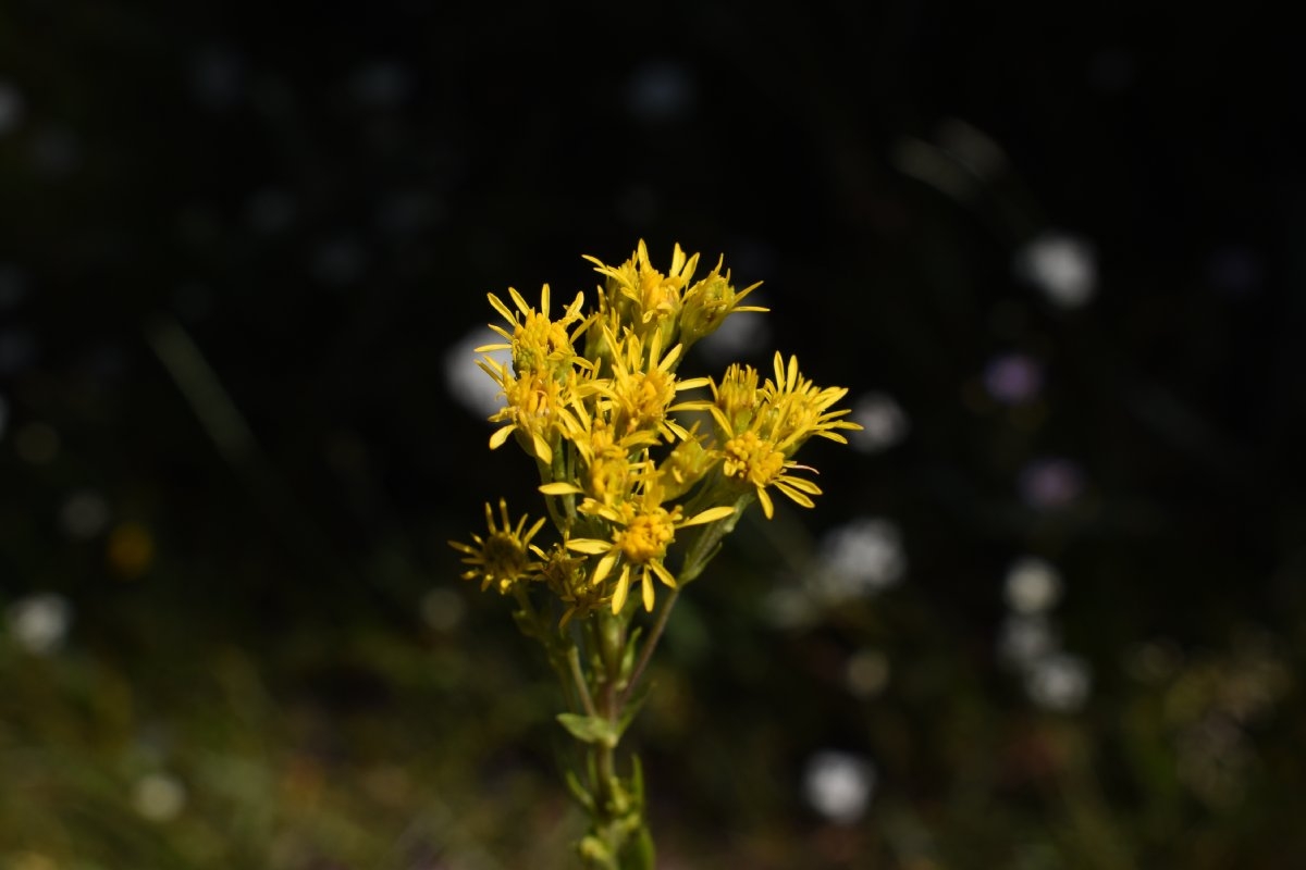 Solidago spectabilis