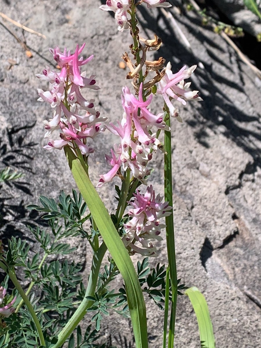 Corydalis caseana