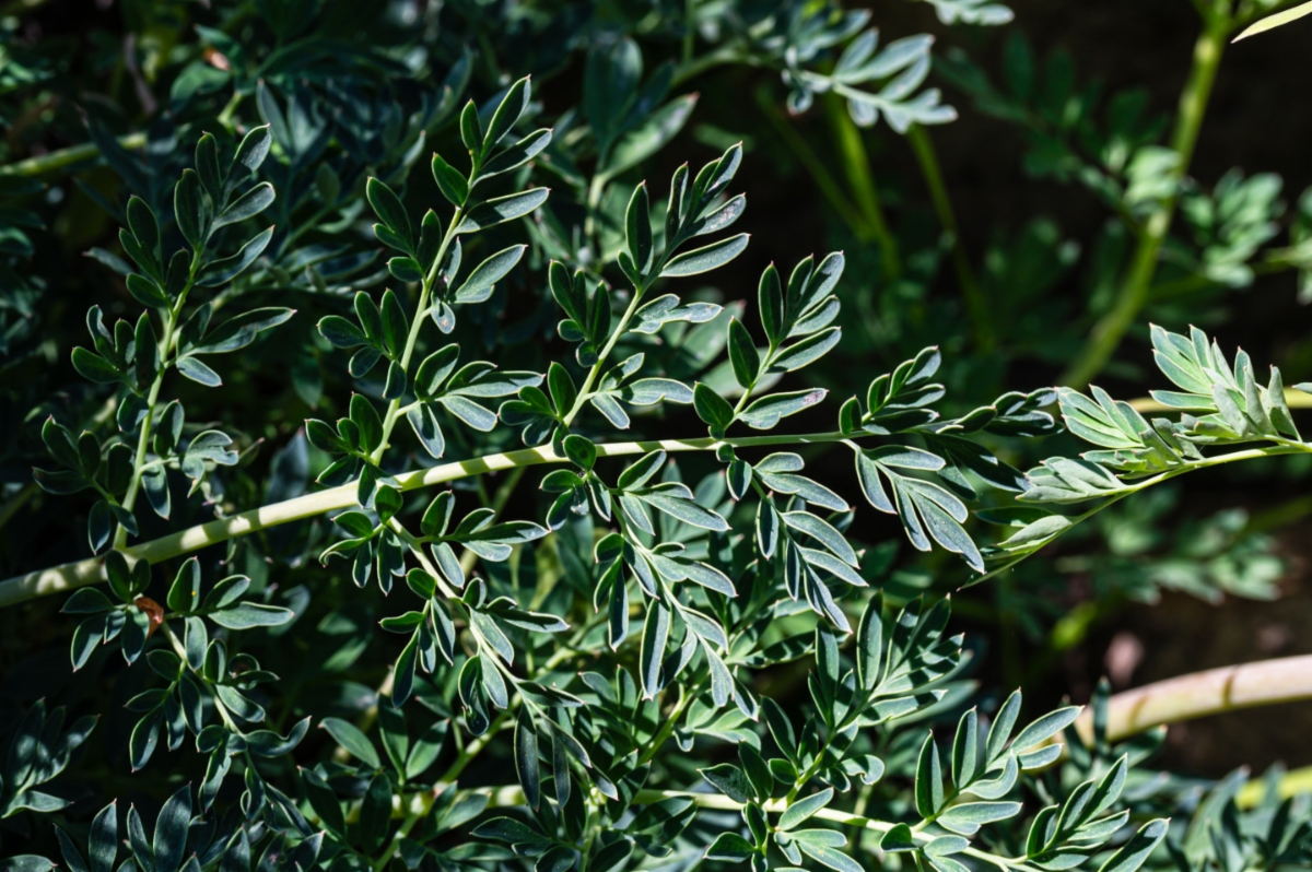 Corydalis caseana ssp. caseana