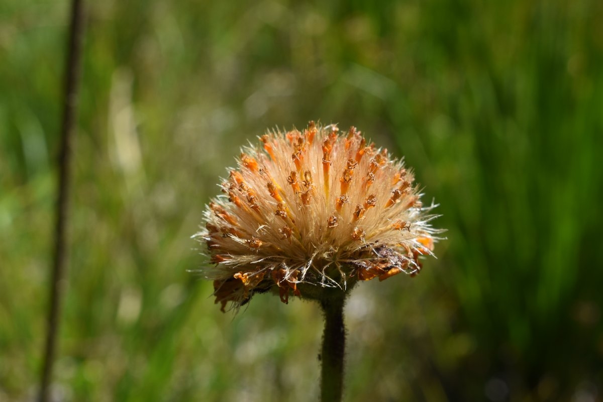 Raillardella pringlei