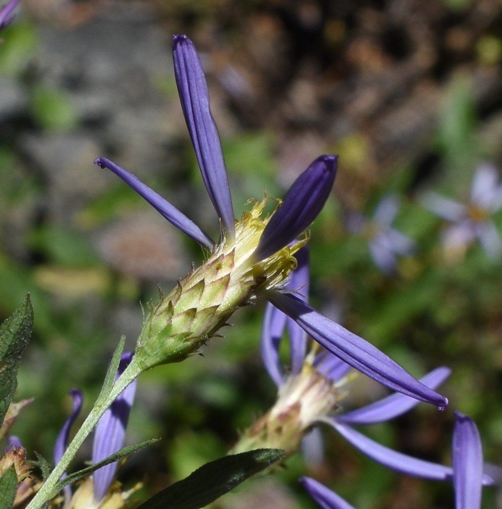 Doellingeria ledophylla var. covillei