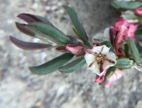 Polygonum shastense