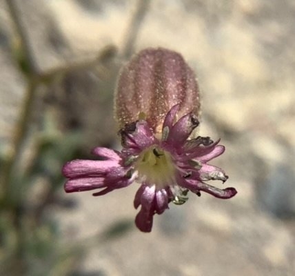 Silene grayi