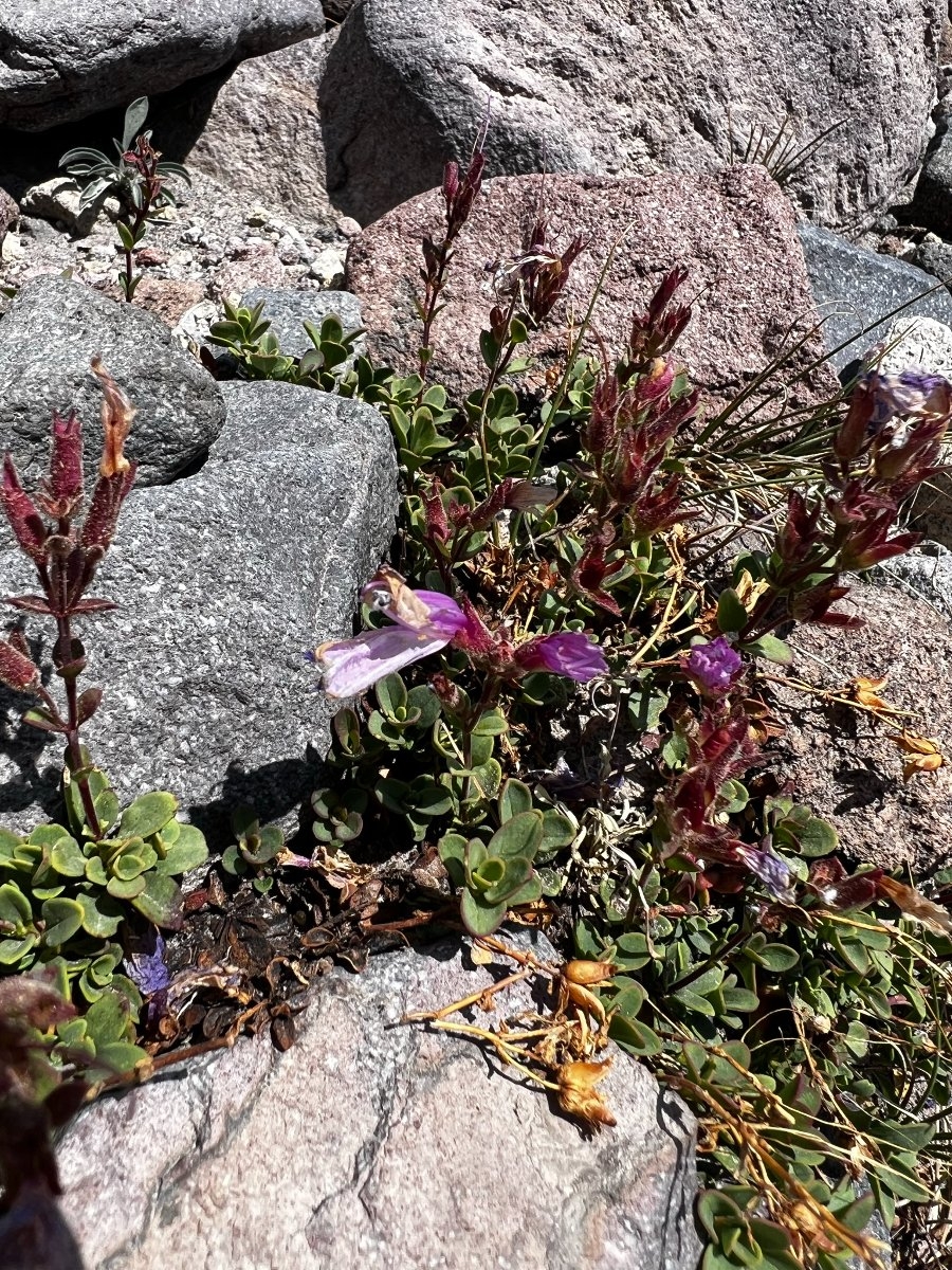 Penstemon davidsonii