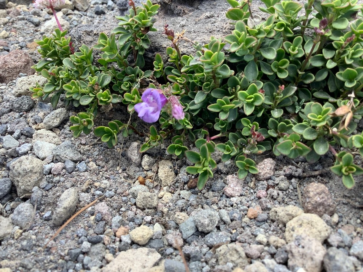 Penstemon davidsonii