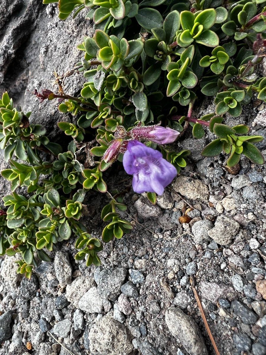 Penstemon davidsonii