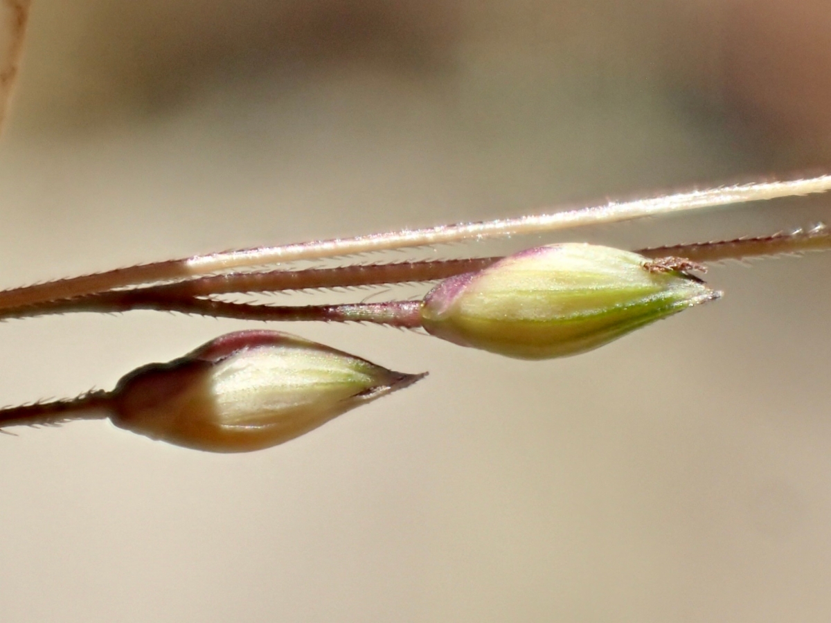 Panicum capillare