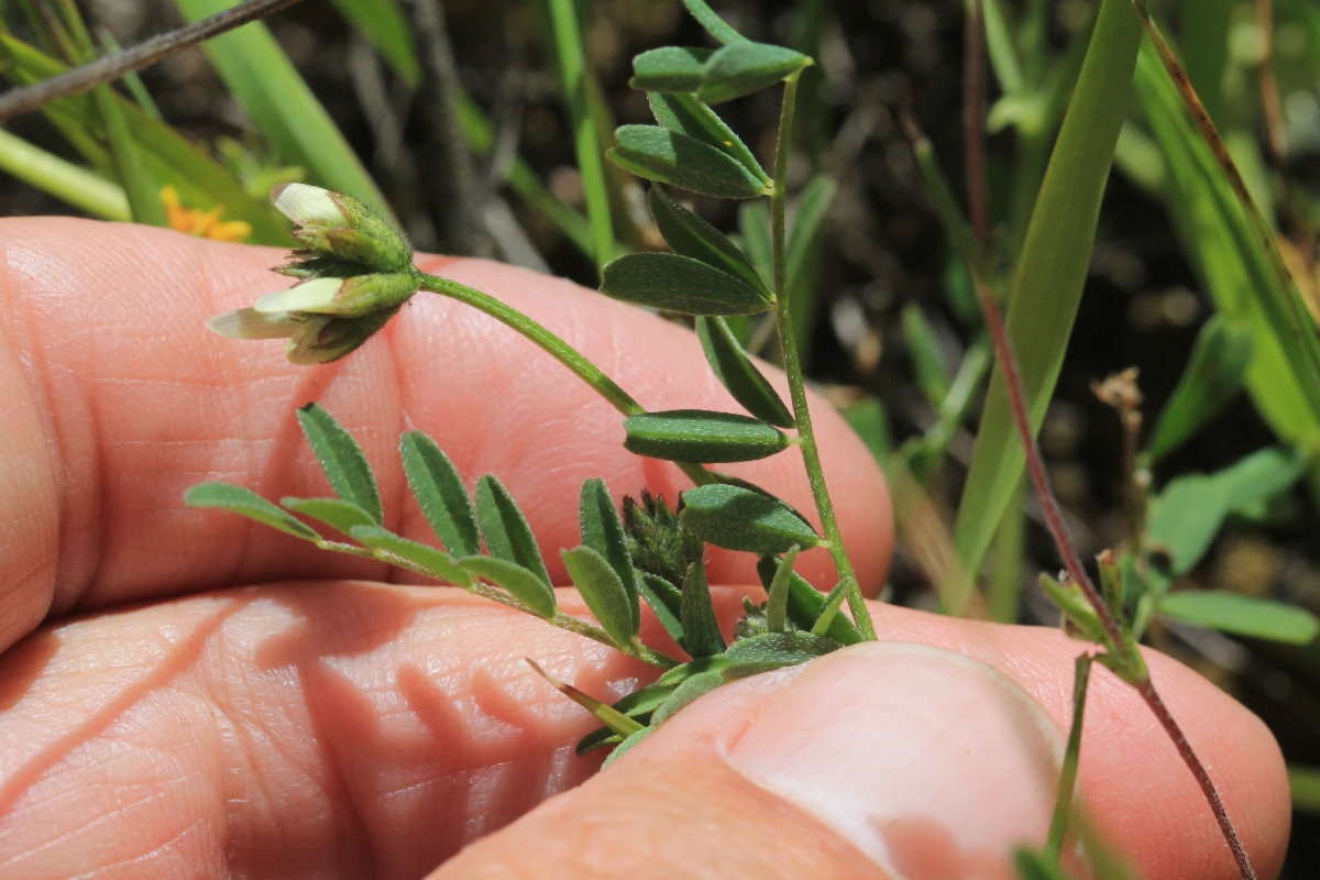 Astragalus breweri