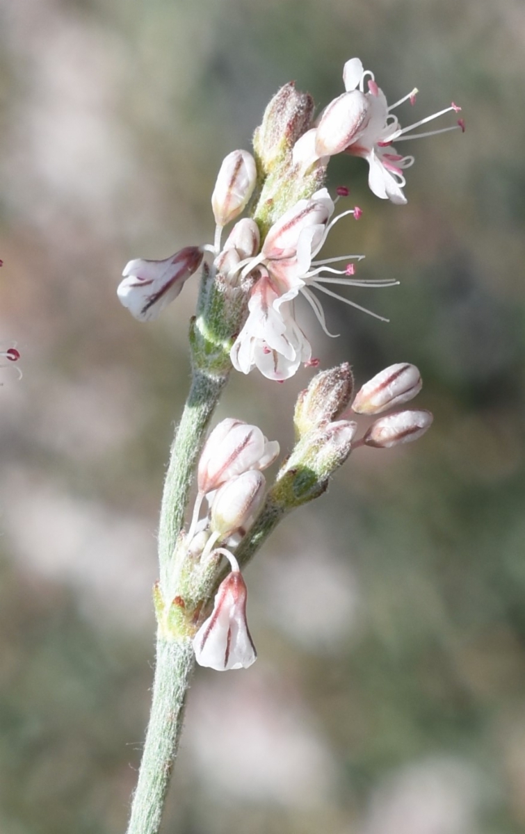 Eriogonum wrightii var. subscaposum