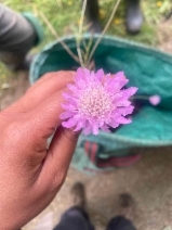 Scabiosa atropurpurea