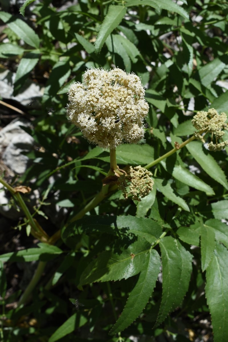 Oxypolis occidentalis