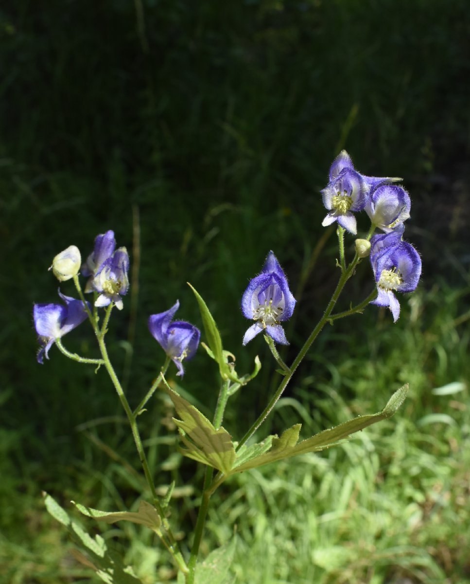 Aconitum columbianum ssp. columbianum