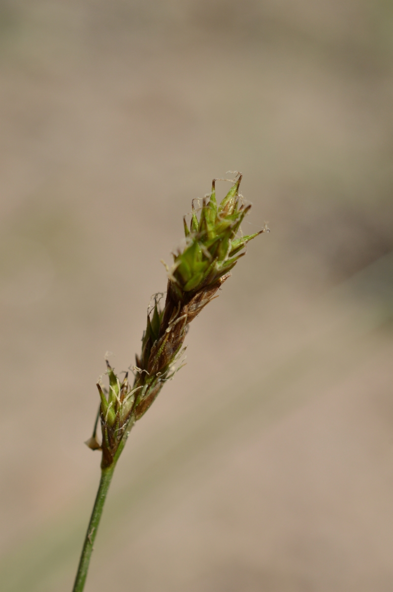 Carex integra