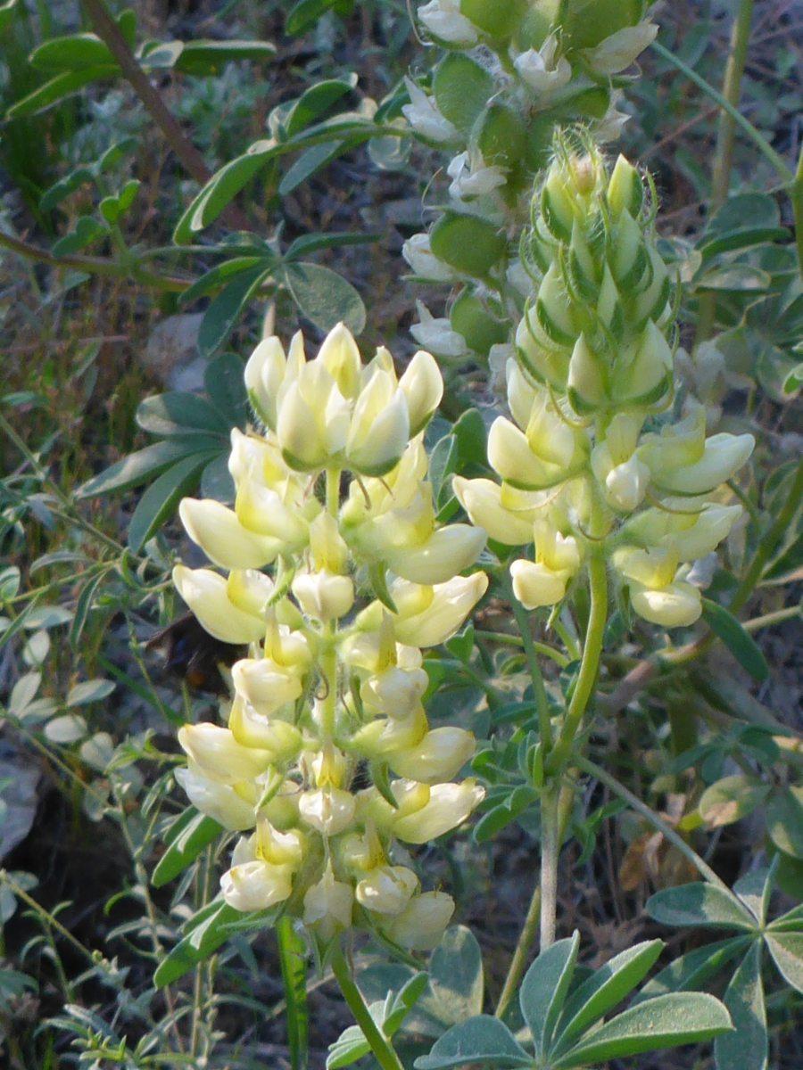 Lupinus luteolus