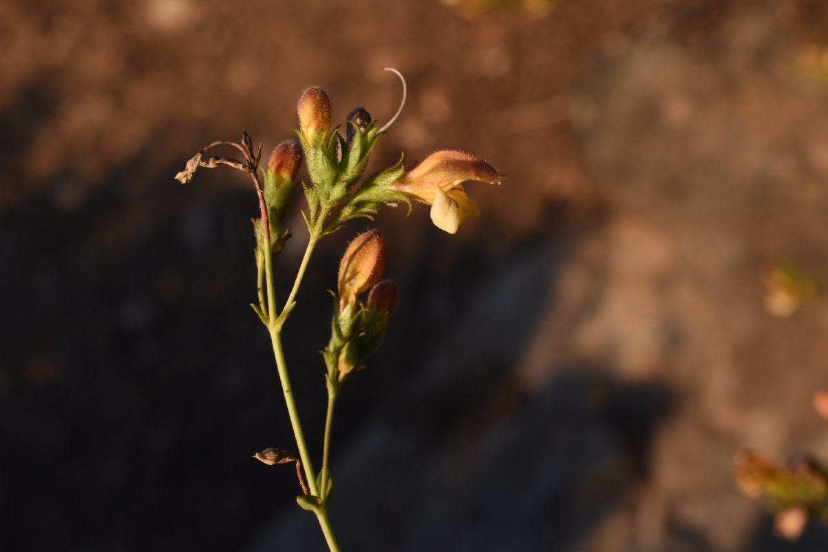 Keckiella lemmonii