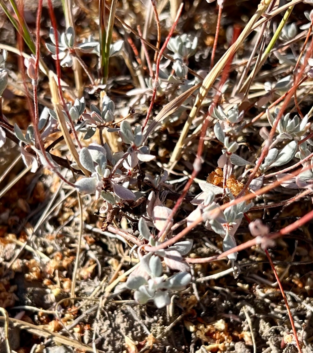 Eriogonum prattenianum var. prattenianum