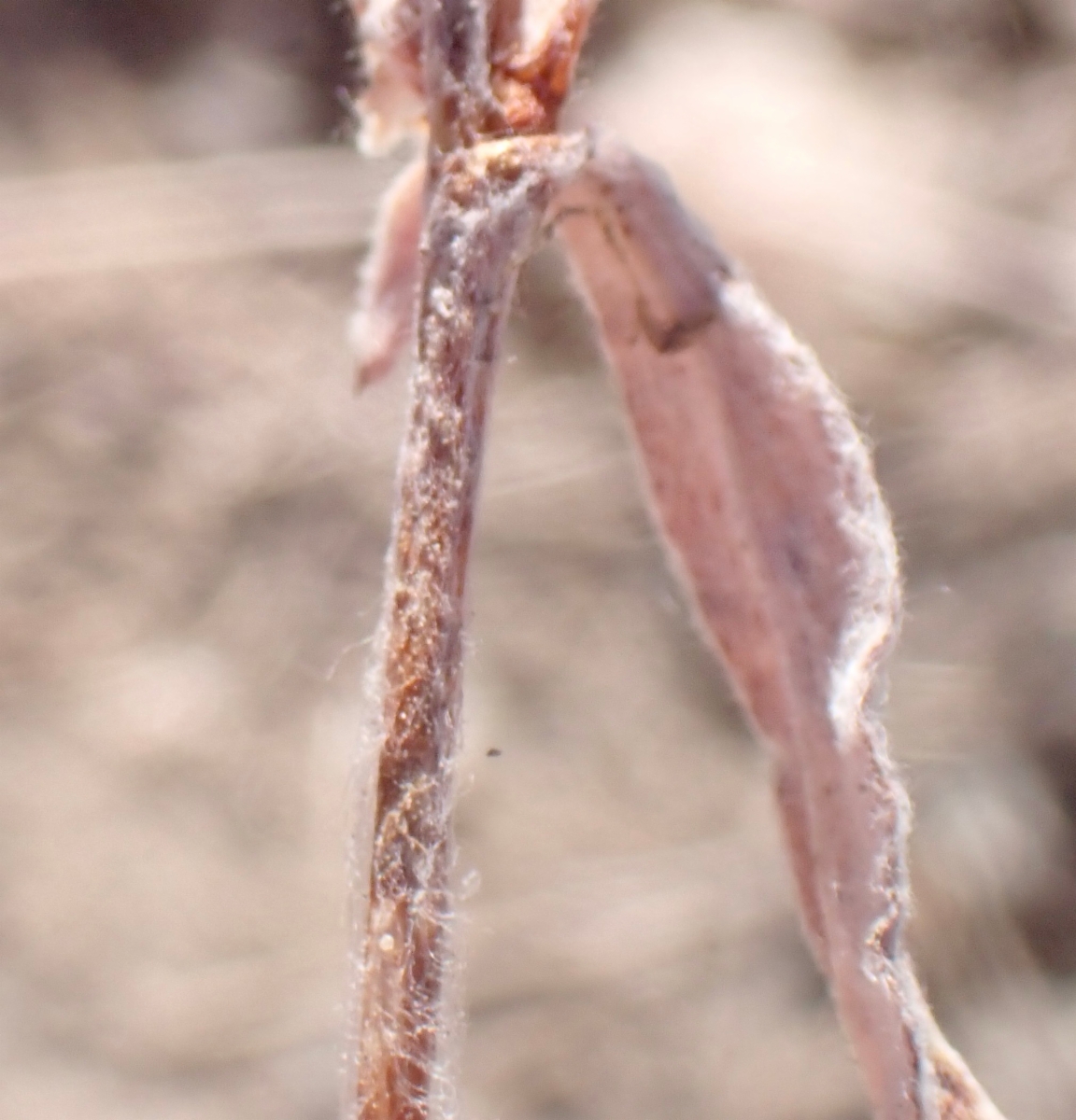 Chorizanthe membranacea