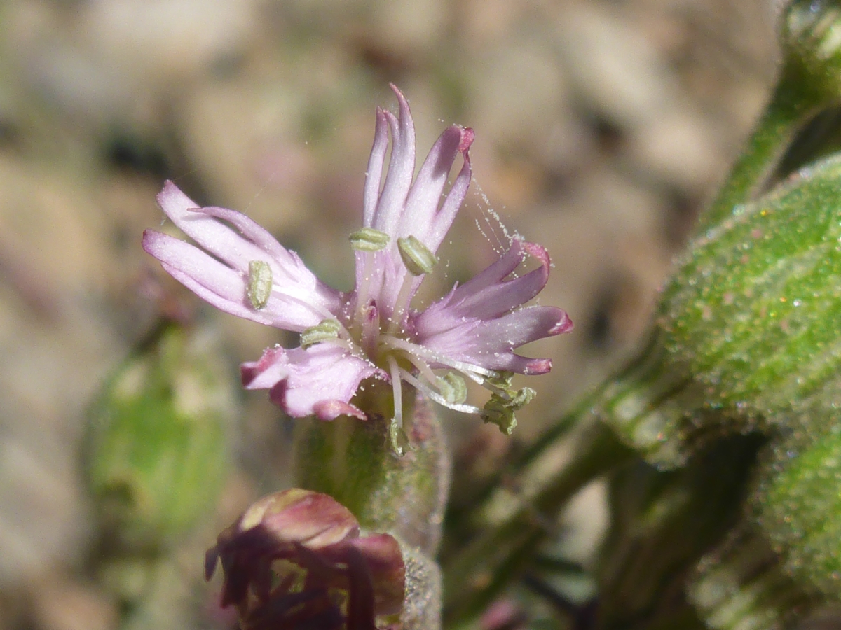 Silene grayi