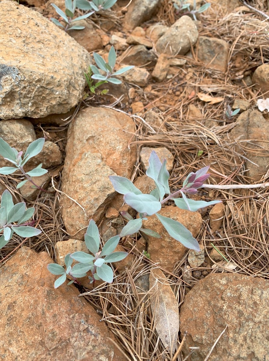 Epilobium rigidum