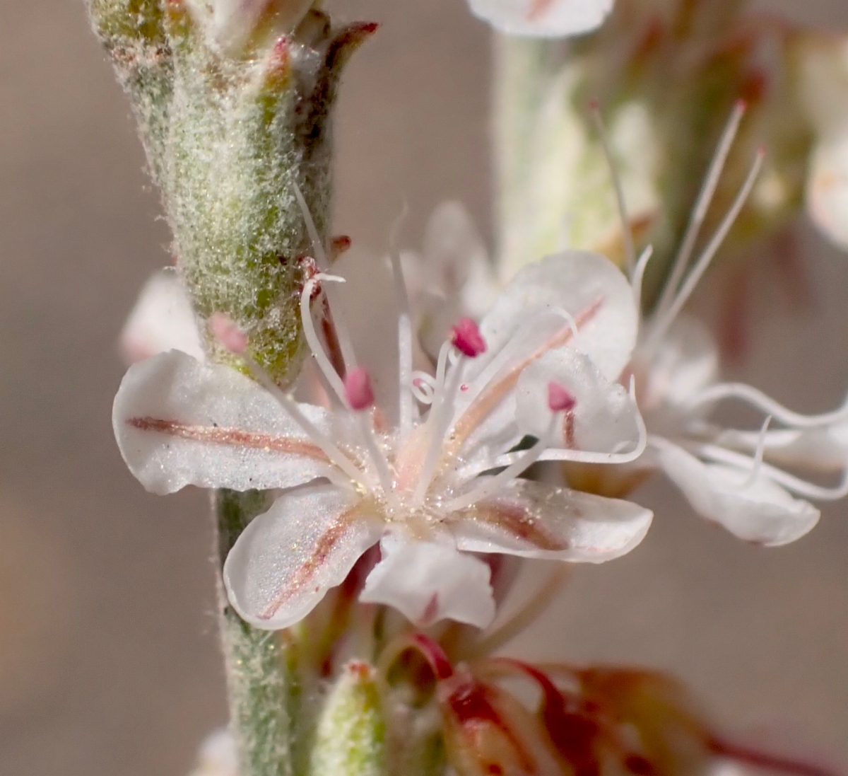 Eriogonum wrightii var. subscaposum