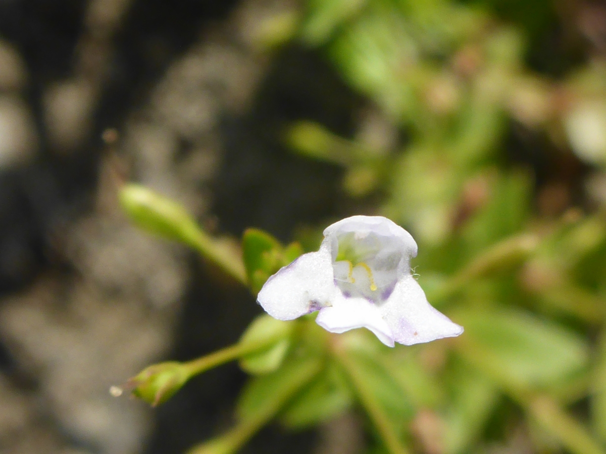 Lindernia dubia