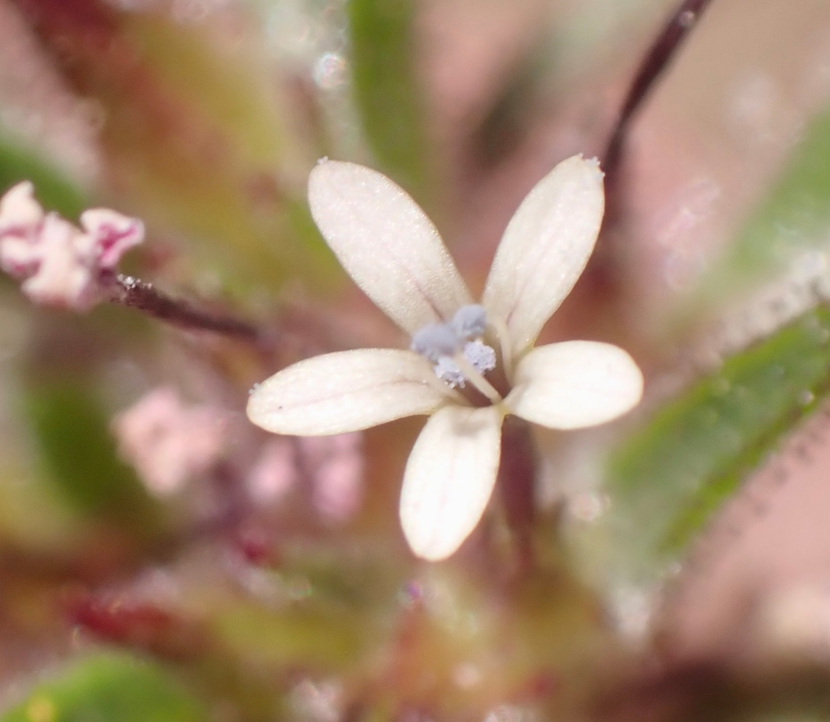 Collomia tinctoria