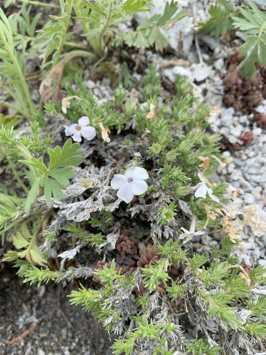 Phlox diffusa