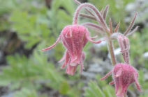 Geum triflorum var. ciliatum