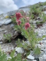 Geum triflorum var. ciliatum