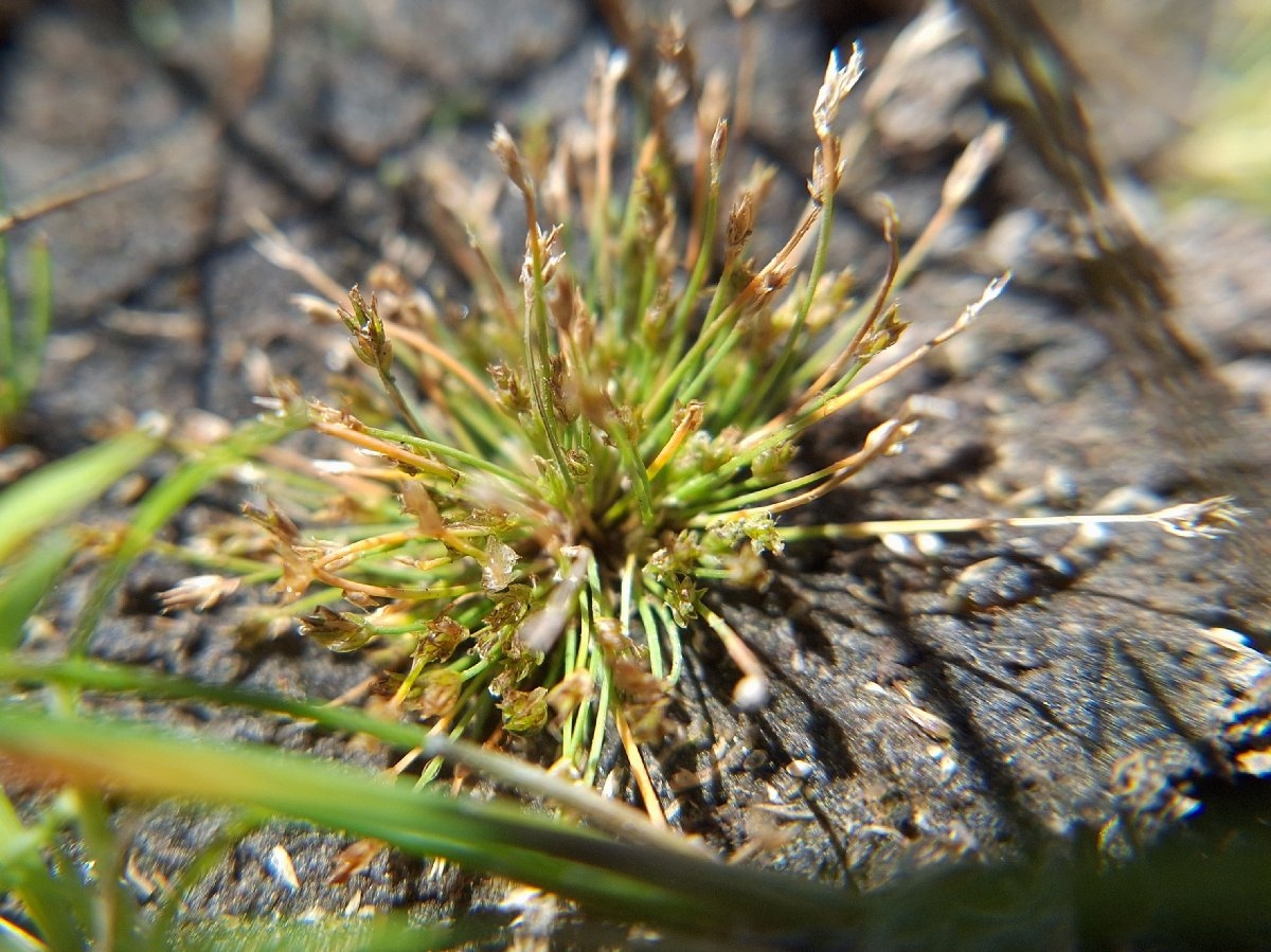 Eleocharis bella